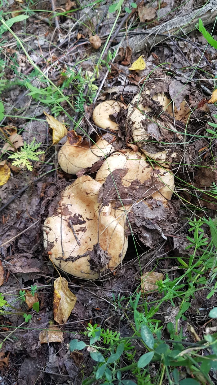 First successful trip to the forest - My, Silent hunt, Mushroom pickers, Tatarstan, Peace of mind, Longpost, Mushrooms