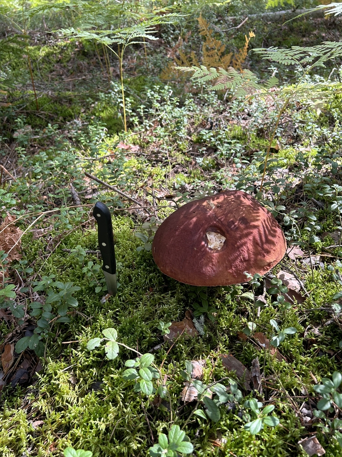 ����� �����