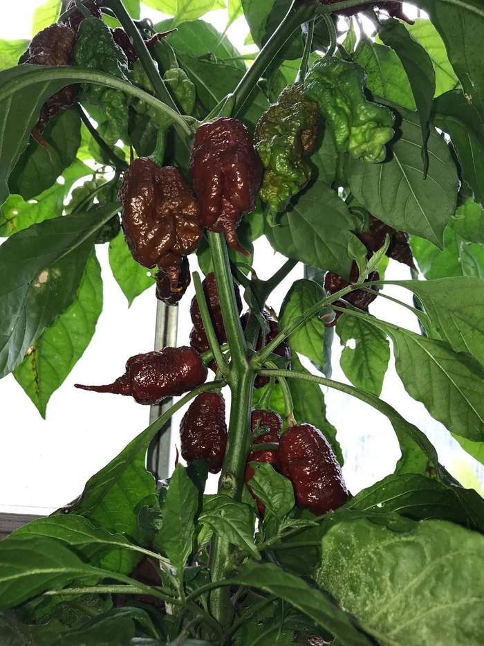 Ripening hot chocolate pepper - My, Hot peppers, Сельское хозяйство, Plants, Spicy, Nature, Growing, The photo, Longpost