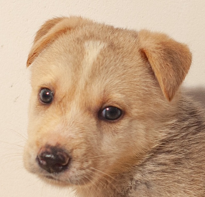 Щенок девочка в дар