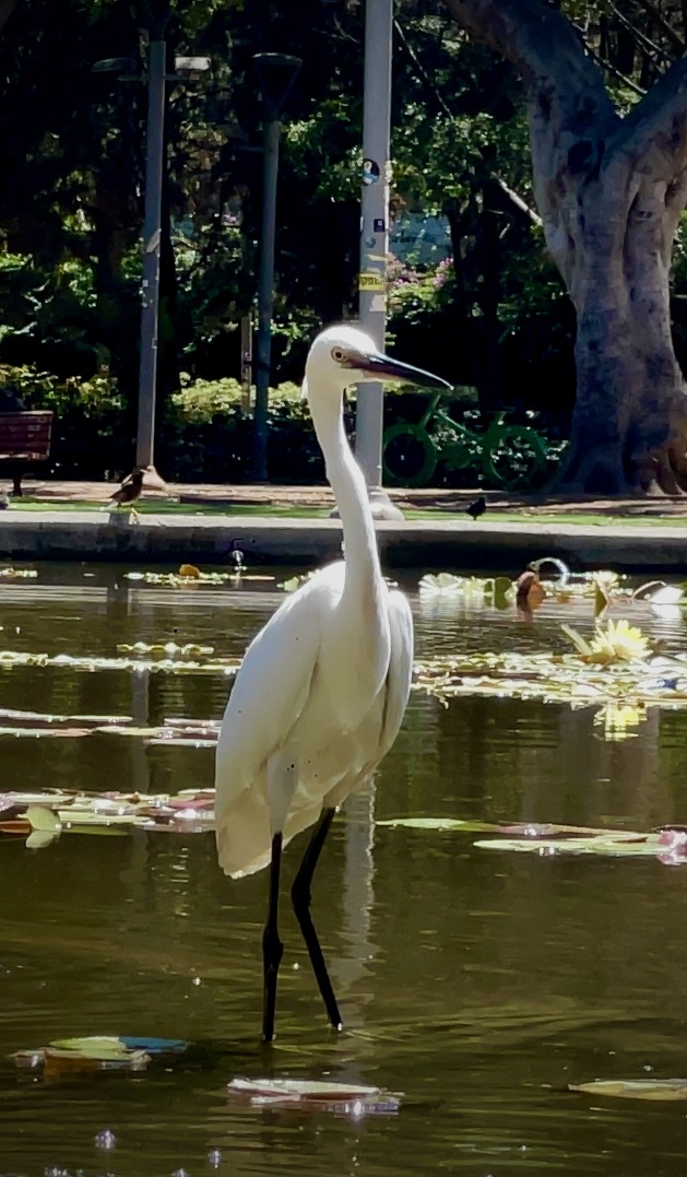 Urban ornithology - My, Mobile photography, Egret, The park, Town, Longpost