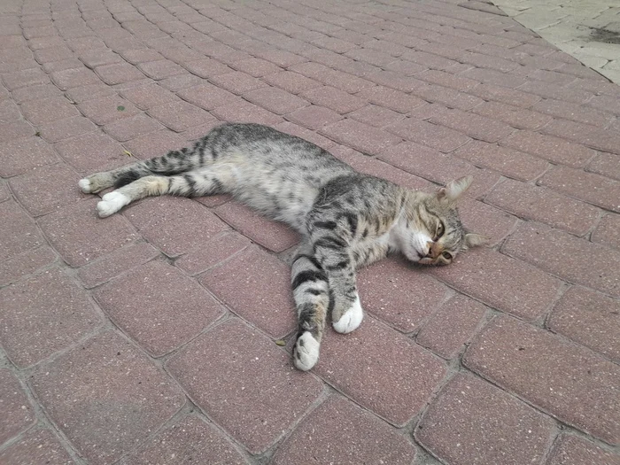 Sleepy cat - My, cat, Fluffy, Awakening, The photo