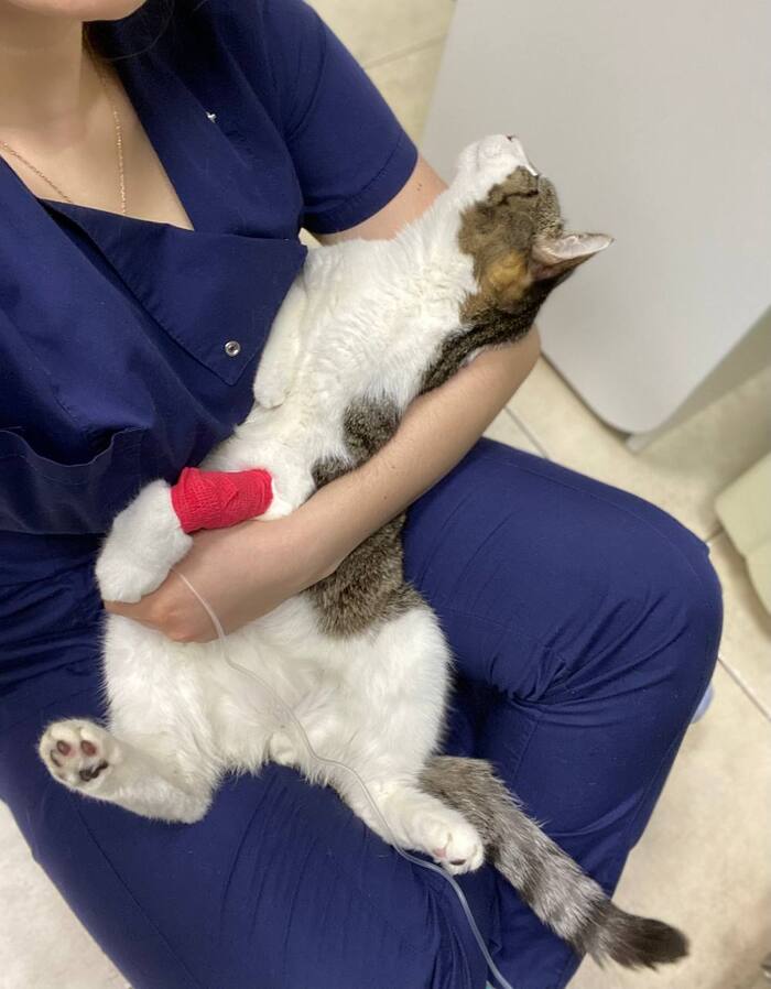 Спасибо огромное всем работникам ветклиники! Ежедневные отчеты о состоянии котейки.