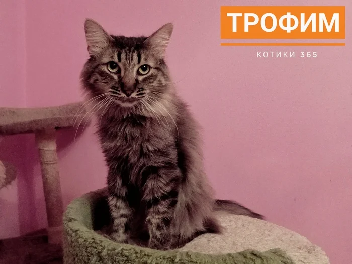 Trofim 08/10/2024 - Homeless animals, Pet the cat, Shelter, cat, Cat lovers, Longpost