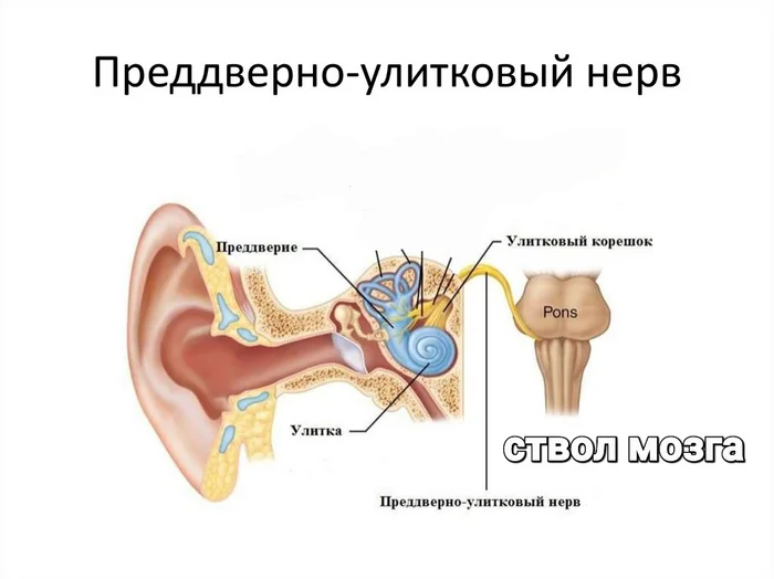 Анатомия за 1 минуту. Преддверно-улитковый нерв - Моё, Анатомия, Нервы, Слух, Мозг