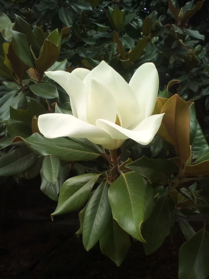 Magnolia - My, Flowers, Plants, Tree, Magnolia, Mobile photography