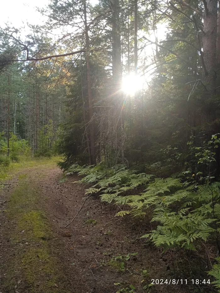 I wish everyone that... - My, Forest, Sun rays, Appeasement, Bliss, The photo