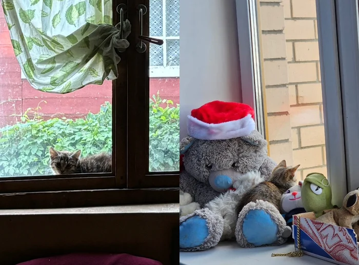 The cat from the window is now inside the window - My, Helping animals, Pets, Homeless animals, Happiness, Volunteering, cat, Cat lovers, Cat family, Values, In good hands, Kindness, Longpost