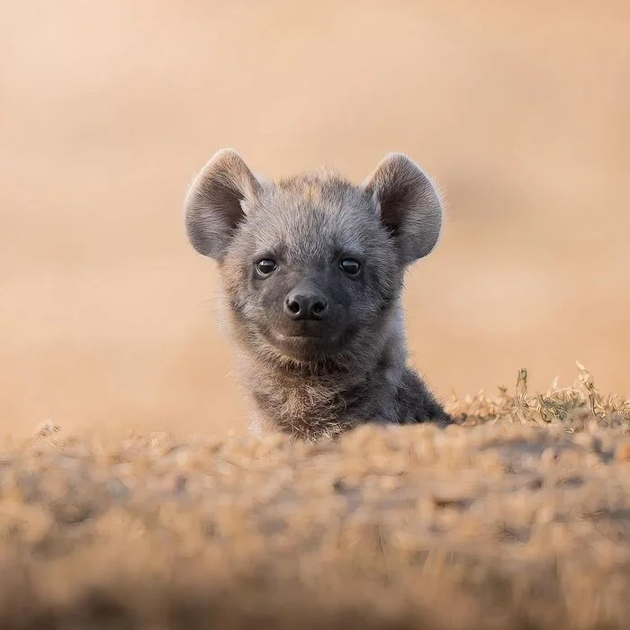 Peek-a-boo - Young, Spotted Hyena, Hyena, Predatory animals, Wild animals, wildlife, National park, Africa, The photo