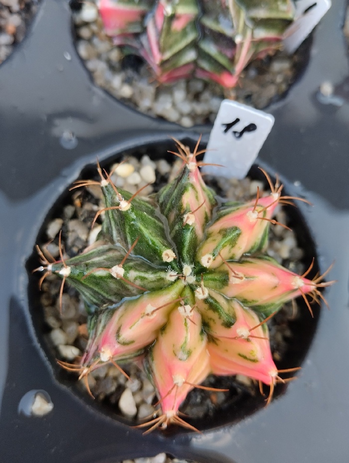 Цветные кактусы Комнатные растения, Растения, Кактус, Хобби, Суккуленты, Экзотика, Садоводство, Сад, Длиннопост