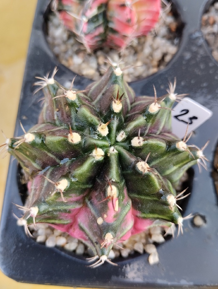 Цветные кактусы Комнатные растения, Растения, Кактус, Хобби, Суккуленты, Экзотика, Садоводство, Сад, Длиннопост