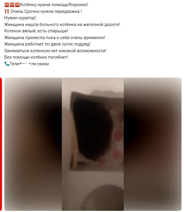 Домовёнок. Новенькая в приюте - Моё, Кот, Спасение животных, Котята, Помощь животным, Видео, Видео вк, Длиннопост