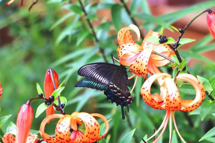 The largest day butterfly in Russia - Maaka sailboat, Butterfly, Arthropods, Insects, Large, Wild animals, National park, Land of the Leopard, Primorsky Krai, The photo, Telegram (link), Longpost