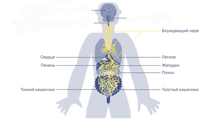 Анатомия за 1 минуту. Блуждающий нерв