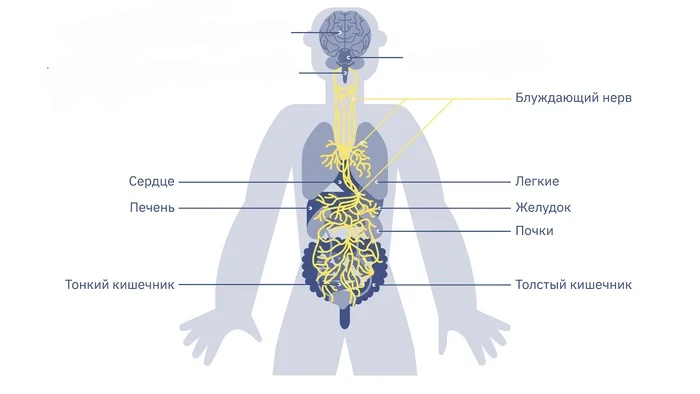 Анатомия за 1 минуту. Блуждающий нерв - Моё, Анатомия, Нервы, Медицина, Научпоп, Мозг