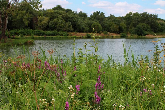 Пруд на реке Подкумок Ставропольский край.