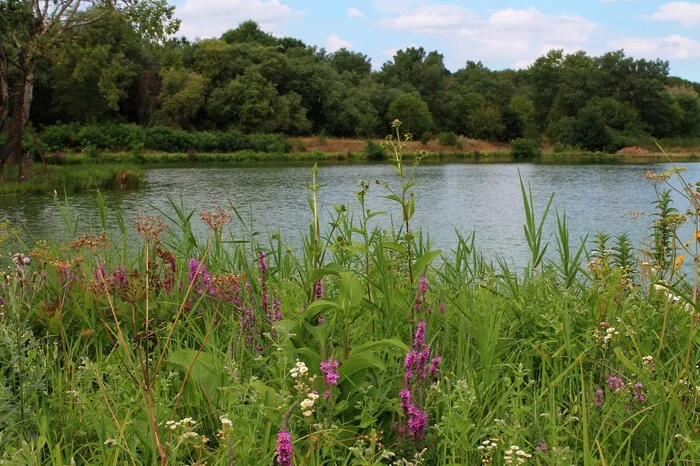 View from the other side - My, The photo, Landscape, Nature, Plants, River, Pond, Water, Beautiful view