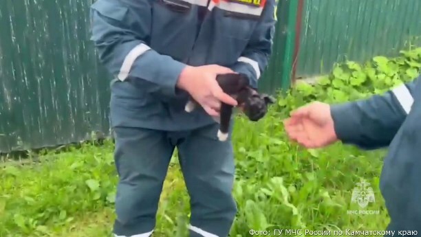 It worked out. Kitten stuck in the hole of a circular saw blade - Animal Rescue, Ministry of Emergency Situations, In good hands, Kittens