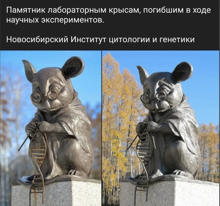 This is the only way scientists can move faster in their discoveries. Fluffy times in the sky - A life, Text, Meaning, Monument, Screenshot, Novosibirsk, Laboratory, Rat, Repeat, Picture with text