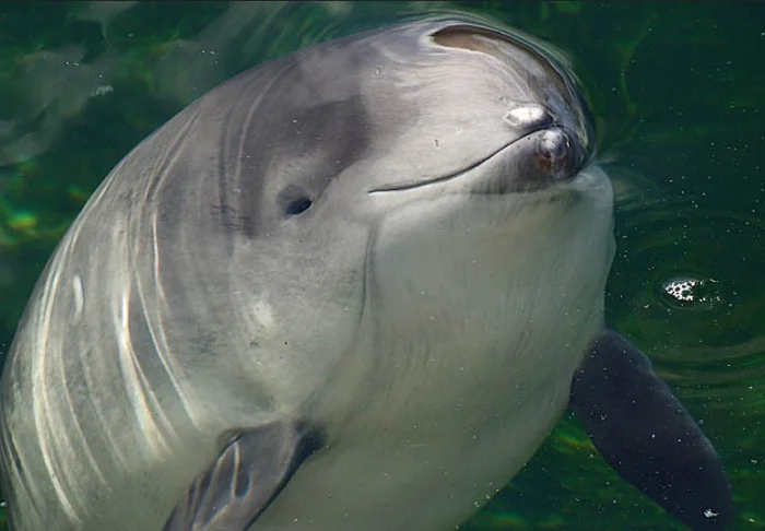 Azovka: Tiny “dolphins” of the Black Sea. For some reason, no one knows about them - Guinea pig, Black Sea, Marine life, Animals, Wild animals, Yandex Zen, Yandex Zen (link), Longpost, Cetaceans