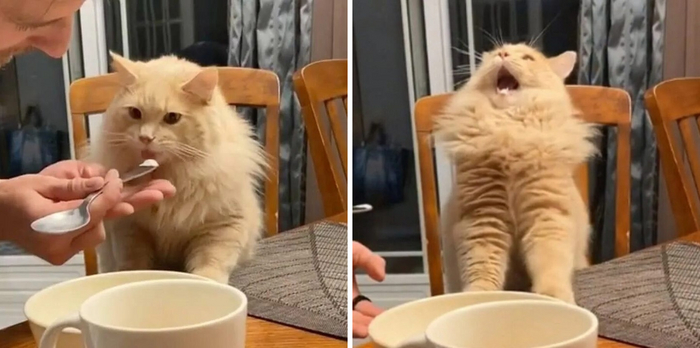 Саня, неси обезбол!