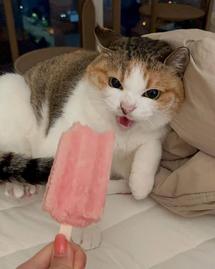 Кроме того, что мороженое может провоцировать зубную и головную боль, от него у котика могут возникнуть проблемы с ЖКТ. Кошкам и собакам нельзя сладкое — они его не усваивают.