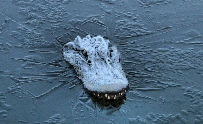 Аллигатор способен выдерживать минусовые температуры. Но всего лишь несколько дней, а то и часов.