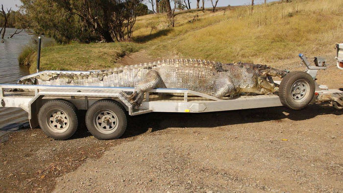 Крокодила заказывали?