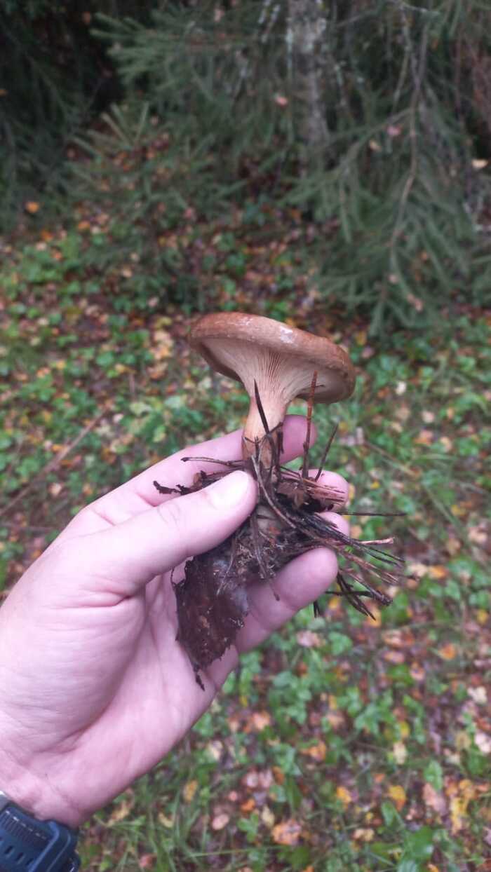 Tell me what kind of mushrooms - Question, Ask Peekaboo, Longpost, Need advice