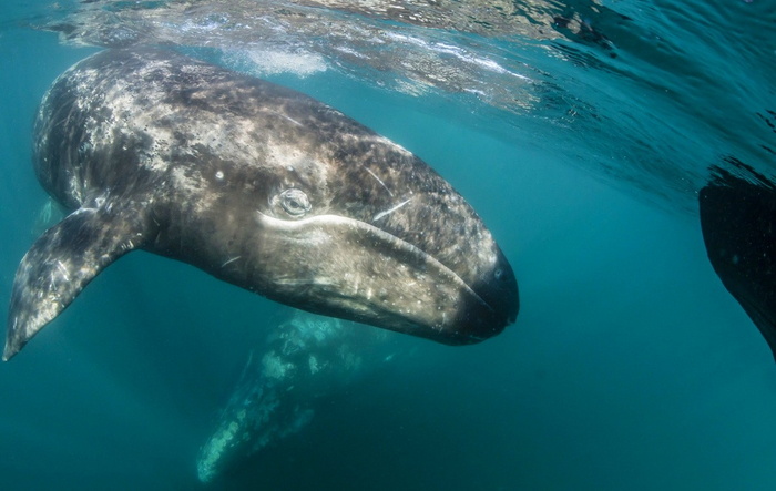Все люди, которым чуть за 30, начинают пахнуть аптечкой...