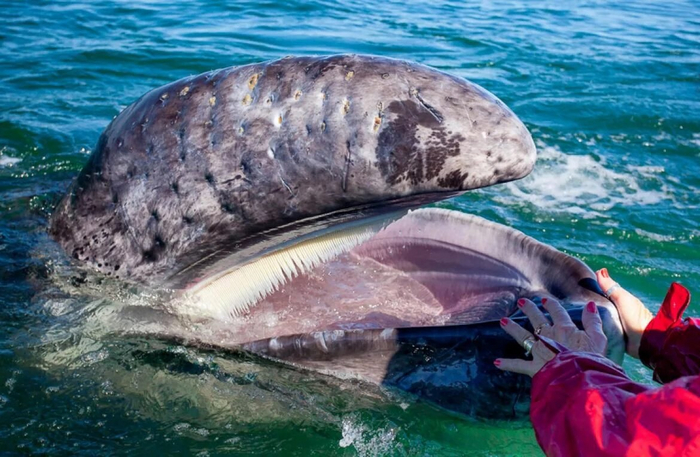 Ты бы перед встречей хоть зубы почистил! Как тебе не стыдно, человек!
