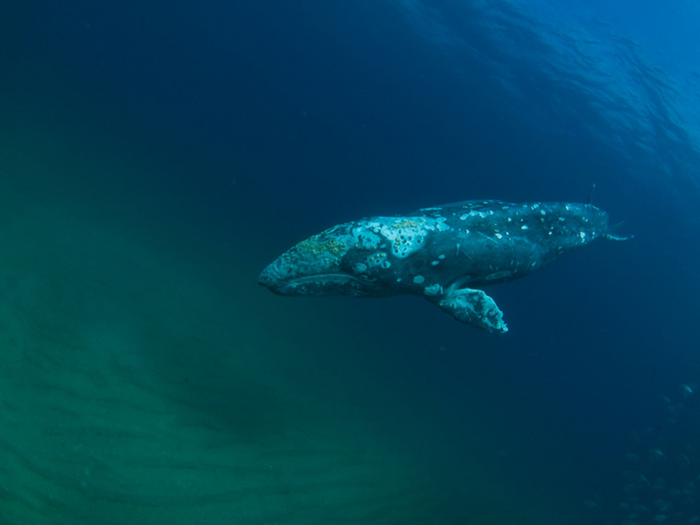 Батискаф достиг нужной точки. Сейчас будем пополнять запасы провианта.