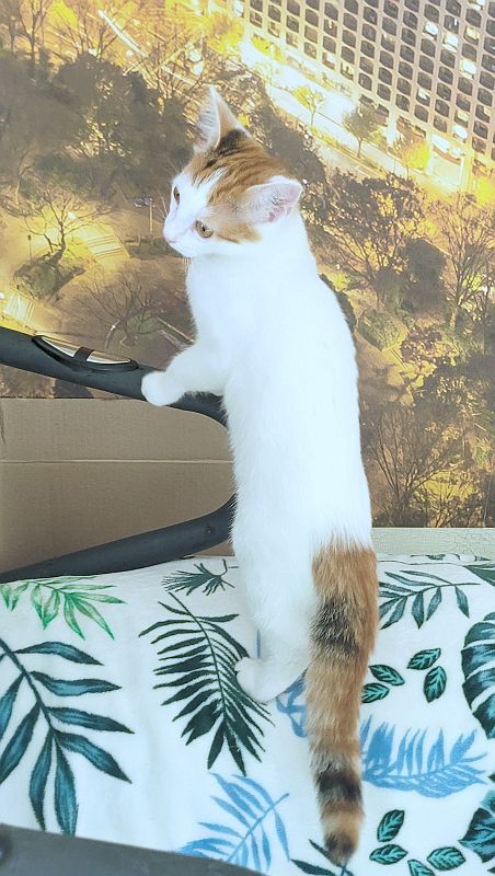 This 3 month old kitten really needs a home! - My, In good hands, Cat lovers, Kittens, cat, Troitsk, Moscow, Moscow region, No rating, Longpost, I will give, Is free, Kindness, Care, Fluffy, Small cats, Pets, Pet the cat, Video