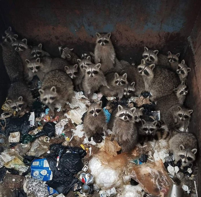 Saboteurs from America: These animals have never been in Russia, and now they have created a mess here - Animals, Settlers, Wild animals, Yandex Zen, Yandex Zen (link), Longpost