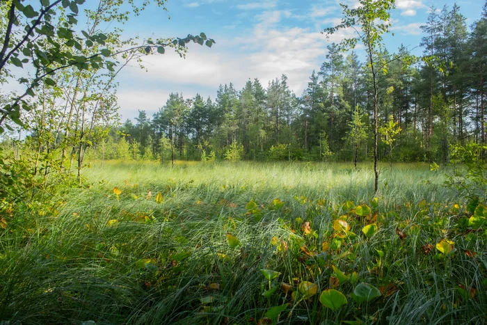 Swamp - My, The photo, Canon 1300d, Images, Beginning photographer, Longpost, Swamp, Grass, Forest