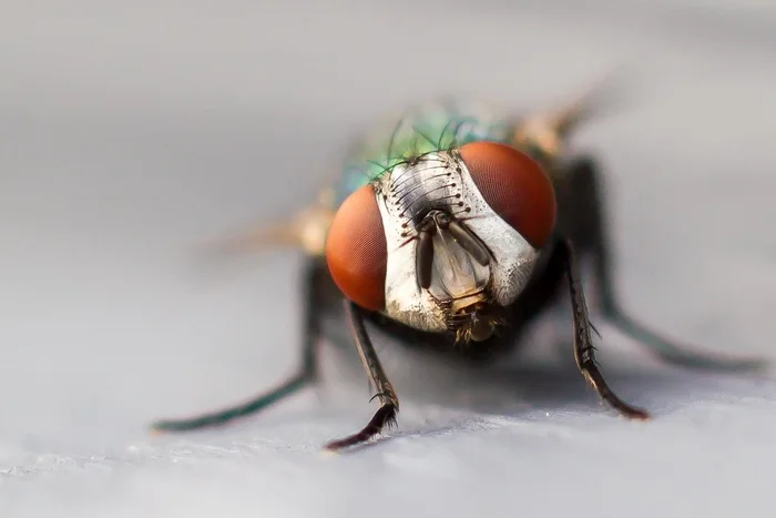 That is why flies must be driven away immediately. How do these insects actually eat? - Муха, Insects, Animals, Wild animals, Yandex Zen, Yandex Zen (link), Longpost