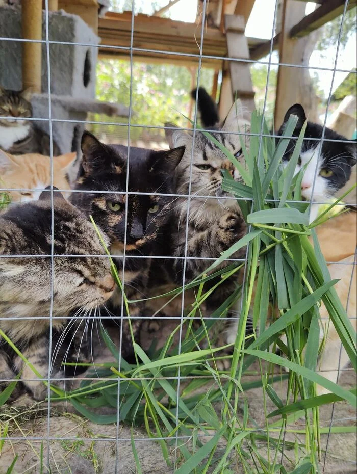 Hello everyone from catnip from cats rescued from dachas (some were near death) - My, cat, Kittens, Dacha, Cat lovers, Fluffy, Tosno, Pet the cat, Vertical video, Video, Longpost