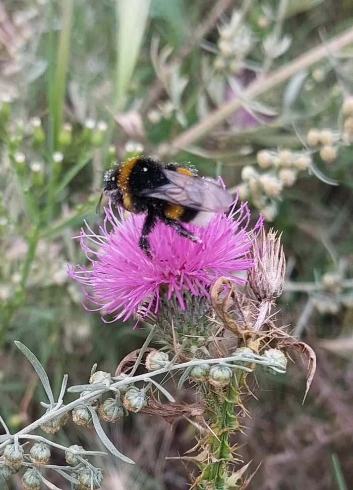 Bumblebee - My, Nature, Summer, Insects, Bumblebee, The photo