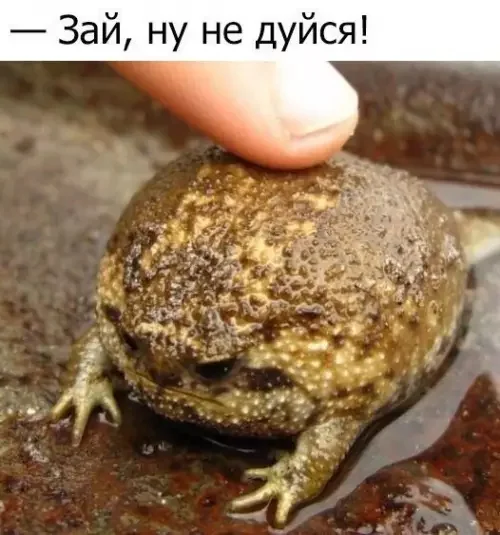 Hypertrophied reaction to the environment - Wednesday, Inflation, Inflator, Pout, Toad, Frogs, Picture with text, Strange humor, Wordplay, Funny animals, It Is Wednesday My Dudes