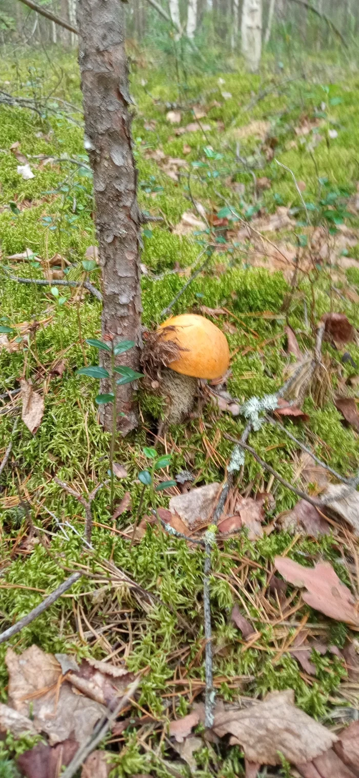 Forest beauty - My, Mushrooms, Walk in the woods, Digger, hidden treasures, Mining, Longpost