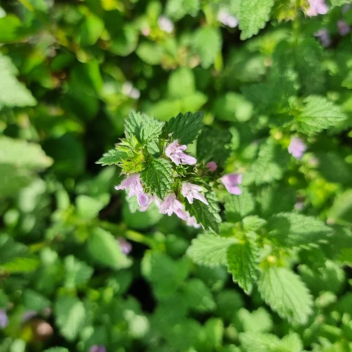 After the rain. Who knows what they are called? - My, Flowers, beauty, Nature, Mobile photography, The photo, wildlife, Question, Ask Peekaboo, Beautiful view, Happiness, Bloom, Moscow, Butovo, Longpost