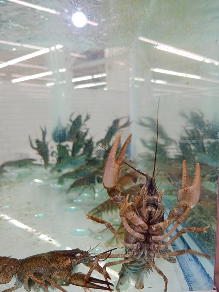 Меня, меня сфотографируй