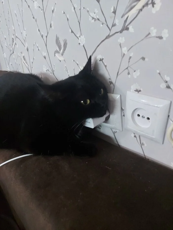 How cats charge - My, cat, Charger, Humor, Black cat, Pets, The photo