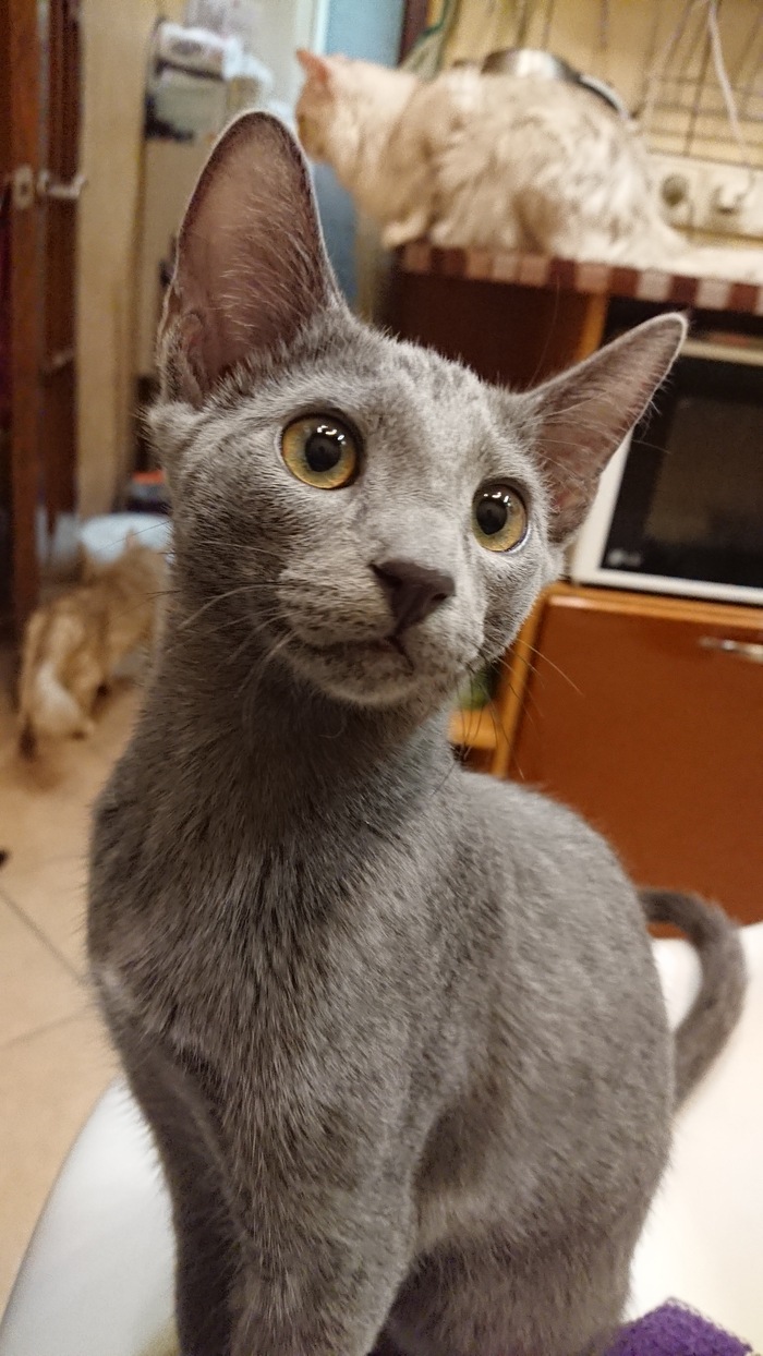 ������� ������� 