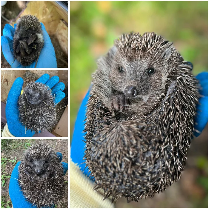 Hedgehogs in the house, part 20 - My, Life stories, Hedgehog, Pets, Animal Rescue, Pairing, Hibernation, Video, Longpost