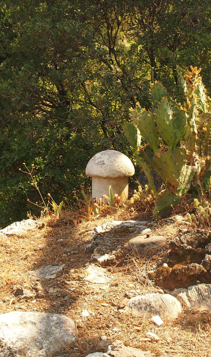 Подскажите, что за гриб?