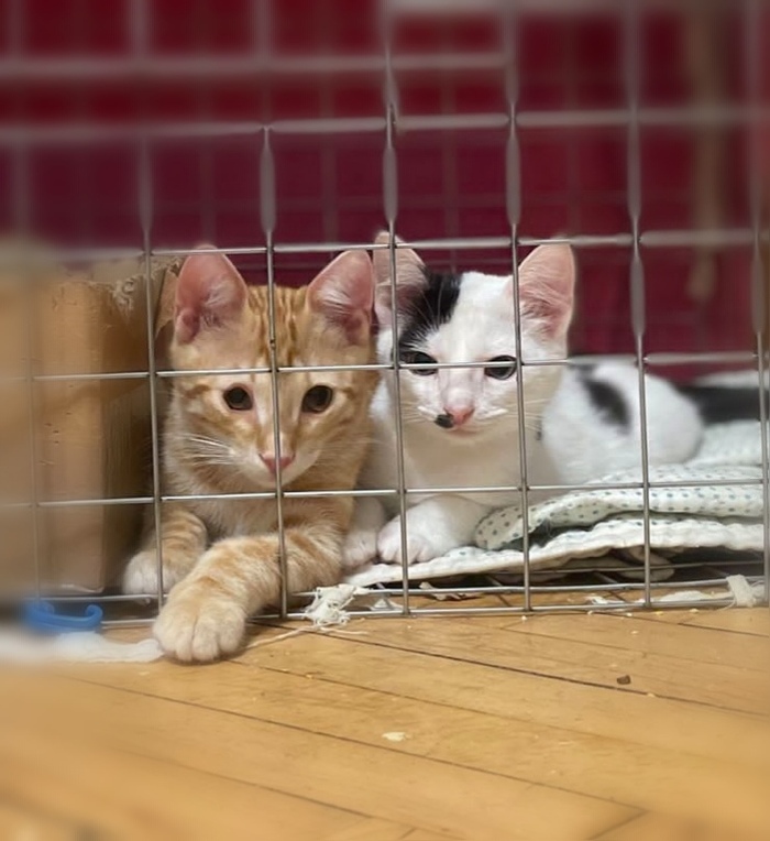 Завидуют молча