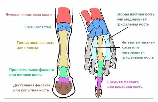 Минутка интересного - Моё, Знаете Ли вы, Наука, Копытные