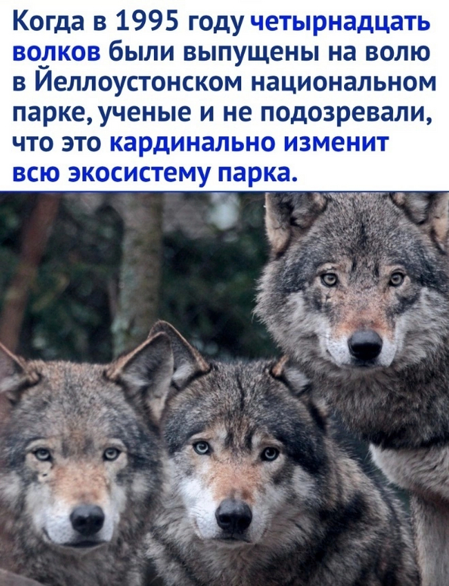 Wolves changed the ecosystem - Wolf, Animals, Nature, Picture with text, Longpost, Yellowstone Park, USA, Ecosystem, Repeat