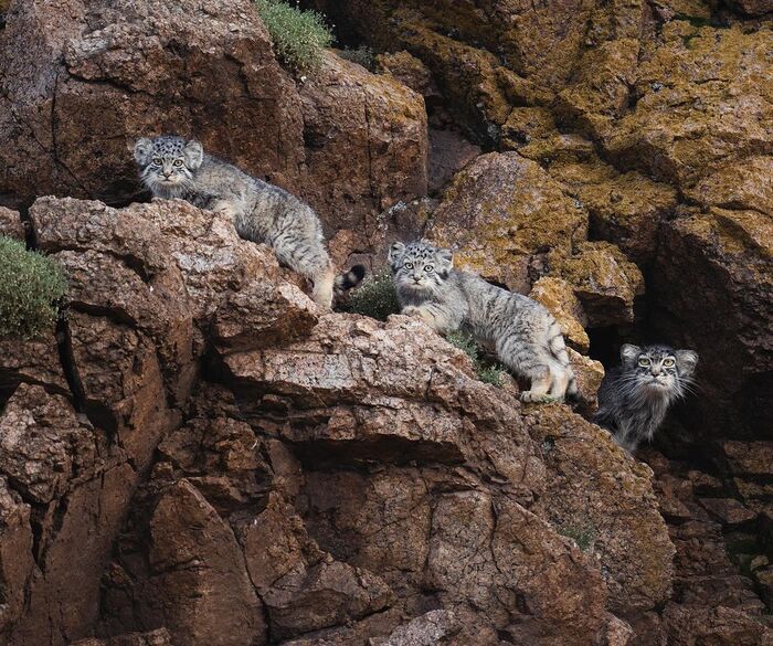 - ����! ��� �������� - �����!